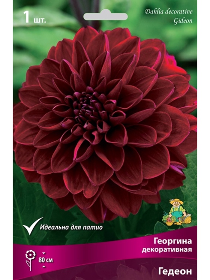 Георгина декоративная «Гедеон», Разбор I, 1 шт. - Фото 1