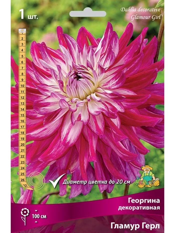 Георгина декоративная Гламур Герл Разбор I, 1 шт.