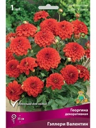 Георгина декоративная Гэллери Валентин Разбор I, 1 шт.  (артикул 10995908)  большой выбор товаров оптом и в розницу по низким ценам с доставкой