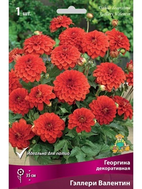 Георгина декоративная Гэллери Валентин Разбор I, 1 шт.