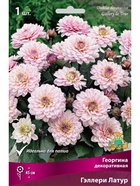 Георгина декоративная Гэллери Латур Разбор I, 1 шт.  (артикул 10995909)  большой выбор товаров оптом и в розницу по низким ценам с доставкой