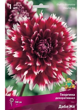 Георгина декоративная Дабл Жё Разбор I, 1 шт.