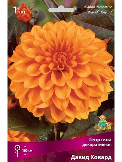 Георгина декоративная «Давид Ховард», Разбор I, 1 шт.