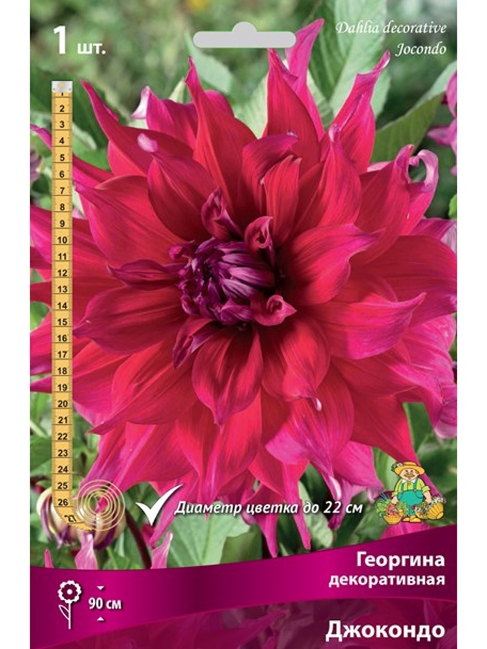 Георгина декоративная «Джокондо», Разбор I, 1 шт. - Фото 1