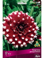 Георгина декоративная Дуэт Разбор I, 1 шт.  (артикул 10995914)  большой выбор товаров оптом и в розницу по низким ценам с доставкой