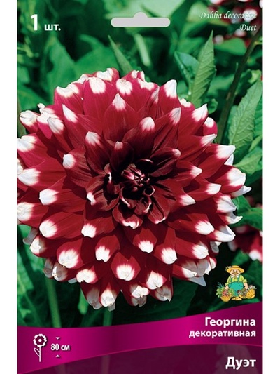 Георгина декоративная «Дуэт», Разбор I, 1 шт.