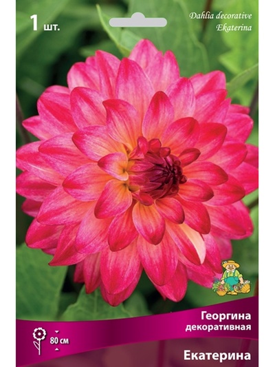 Георгина декоративная «Екатерина», Разбор I, 1 шт.