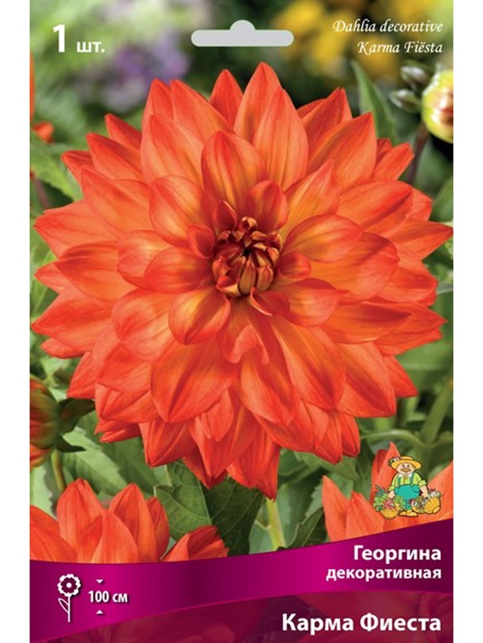 Георгина декоративная «Карма Фиеста», Разбор I, 1 шт. - Фото 1