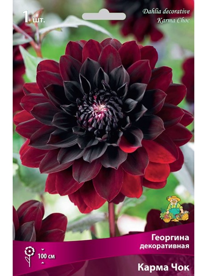 Георгина декоративная «Карма Чок», Разбор I, 1 шт. - Фото 1