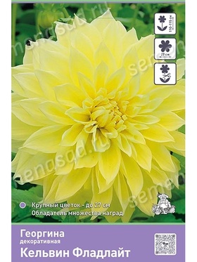 Георгина декоративная Кельвин Фладлайт Разбор I, 1 шт.