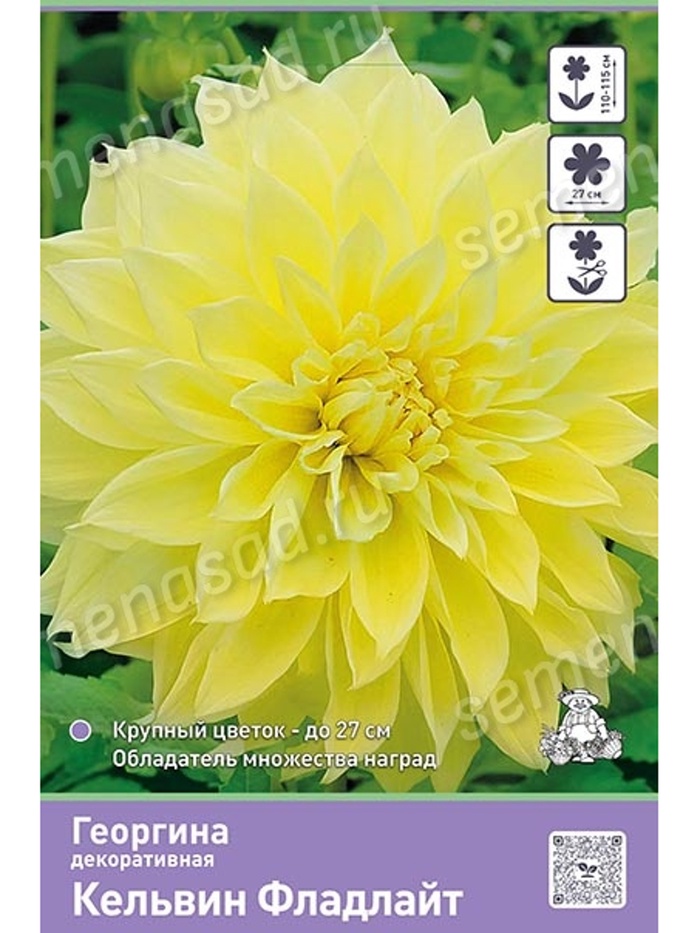 Георгина декоративная «Кельвин Фладлайт», Разбор I, 1 шт. - Фото 1