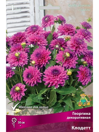 Георгина декоративная «Клодетт», Разбор I, 1 шт.
