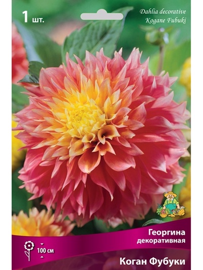 Георгина декоративная «Коган Фубуки», Разбор I, 1 шт.