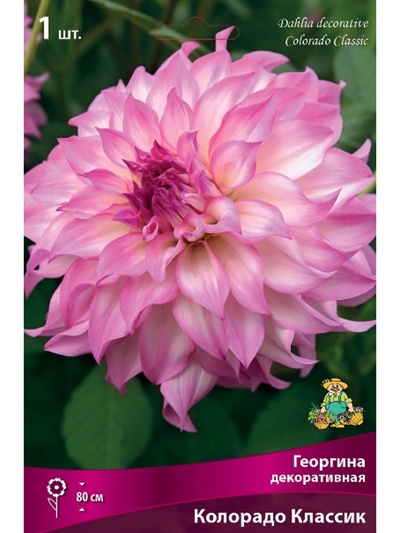Георгина декоративная «Колорадо Классик», Разбор I, 1 шт.
