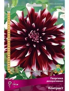 Георгина декоративная Контраст Разбор I, 1 шт.  (артикул 10995925)  большой выбор товаров оптом и в розницу по низким ценам с доставкой