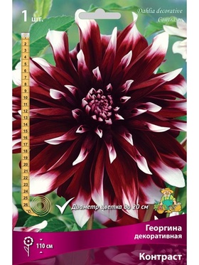 Георгина декоративная Контраст Разбор I, 1 шт.