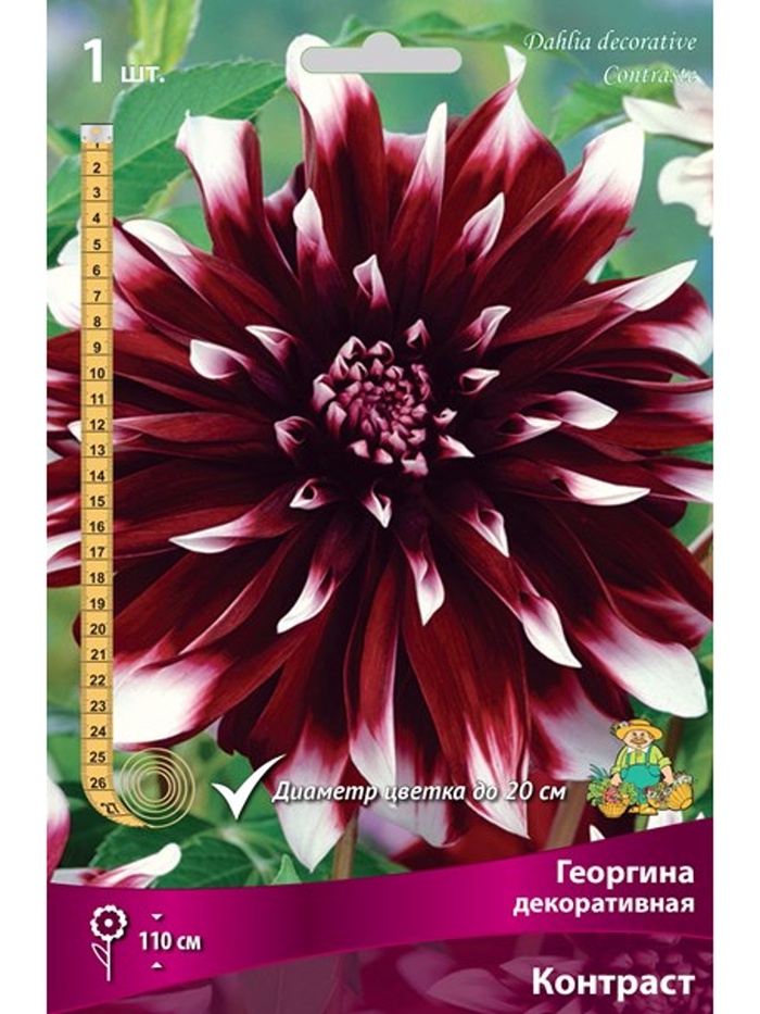 Георгина декоративная Контраст Разбор I, 1 шт.