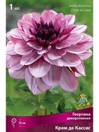 Георгина декоративная Крем де Кассис Разбор I, 1 шт.  (артикул 10995926)  большой выбор товаров оптом и в розницу по низким ценам с доставкой