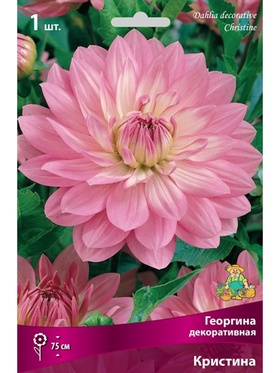 Георгина декоративная Кристина Разбор I, 1 шт.