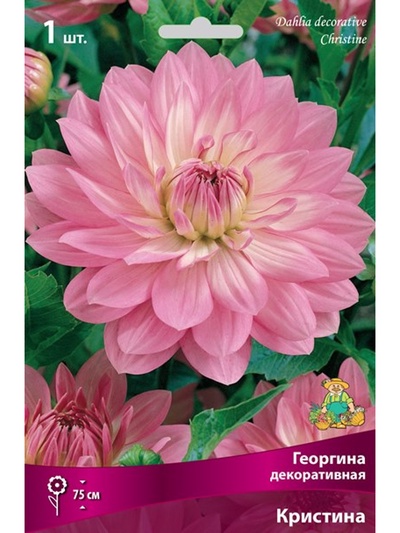 Георгина декоративная «Кристина», Разбор I, 1 шт.