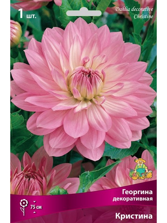 Георгина декоративная «Кристина», Разбор I, 1 шт. - Фото 1