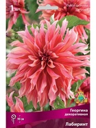 Георгина декоративная Лабиринт Разбор I, 1 шт.  (артикул 10995928)  большой выбор товаров оптом и в розницу по низким ценам с доставкой