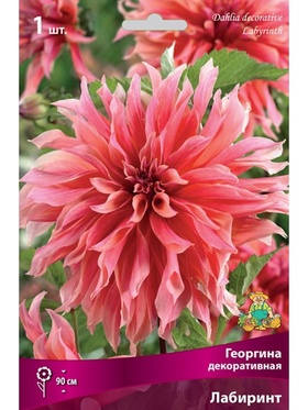 Георгина декоративная Лабиринт Разбор I, 1 шт.