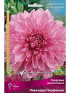Георгина декоративная Лавендер Перфекшн Разбор I, 1 шт.  (артикул 10995931)  большой выбор товаров оптом и в розницу по низким ценам с доставкой