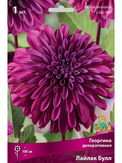 Георгина декоративная «Лайлак Булл», Разбор I, 1 шт.