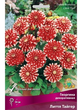 Георгина декоративная Литтл Тайгер Разбор I, 1 шт.