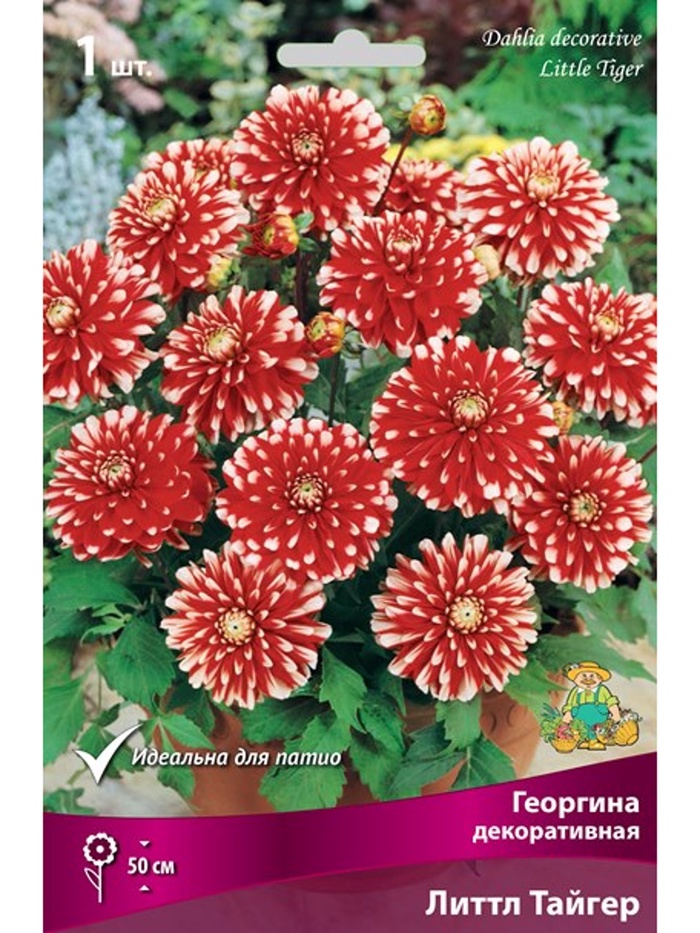 Георгина декоративная «Литтл Тайгер», Разбор I, 1 шт. - Фото 1