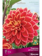 Георгина декоративная Максим Разбор I, 1 шт.  (артикул 10995935)  большой выбор товаров оптом и в розницу по низким ценам с доставкой