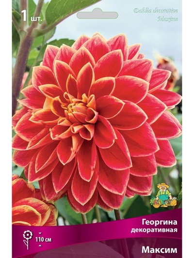 Георгина декоративная «Максим», Разбор I, 1 шт.
