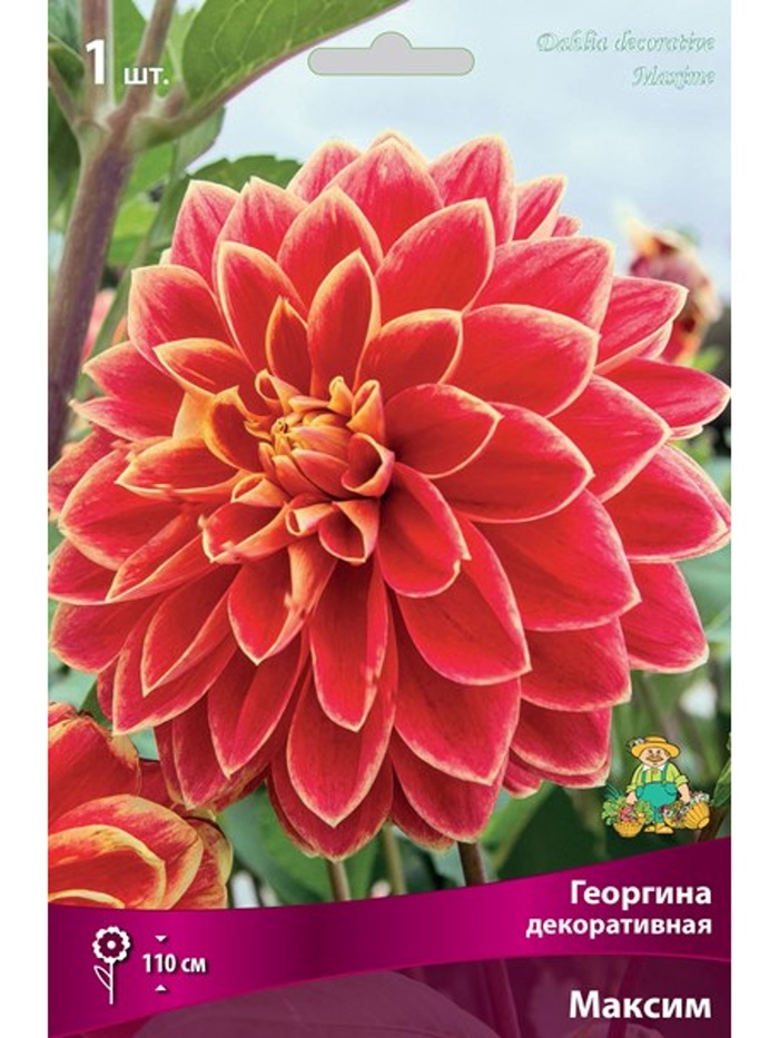 Георгина декоративная Максим Разбор I, 1 шт.