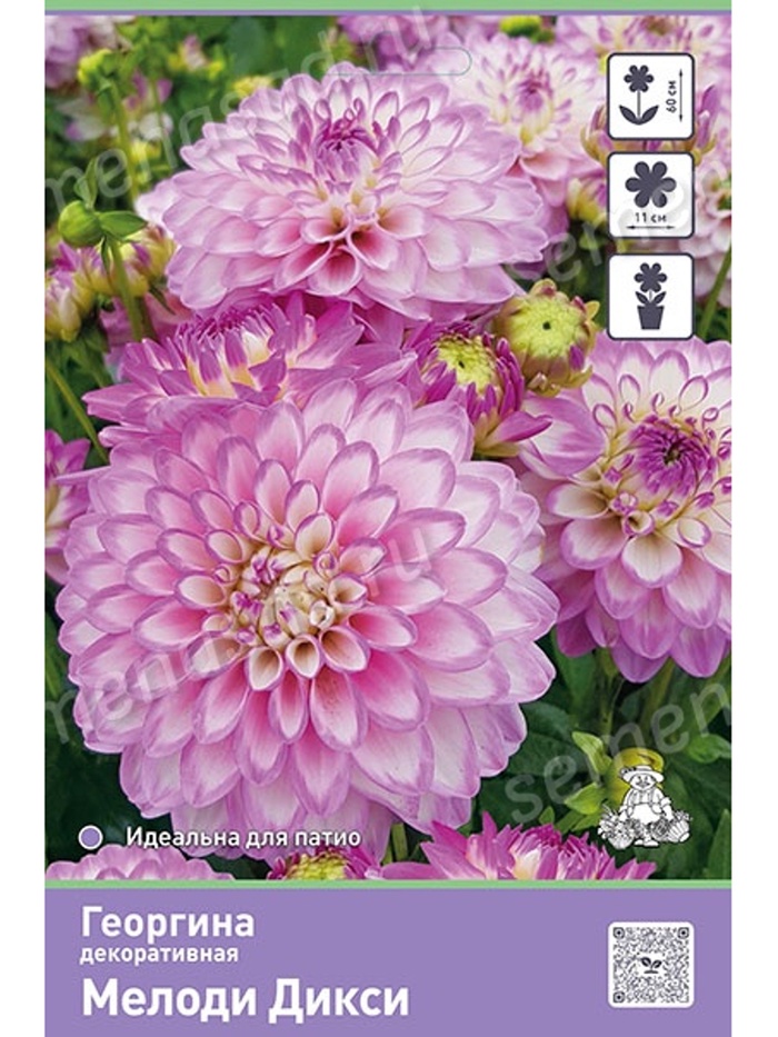 Георгина декоративная «Мелоди Дикси», Разбор I, 1 шт. - Фото 1