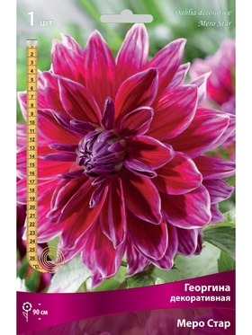 Георгина декоративная Меро Стар Разбор I, 1 шт.