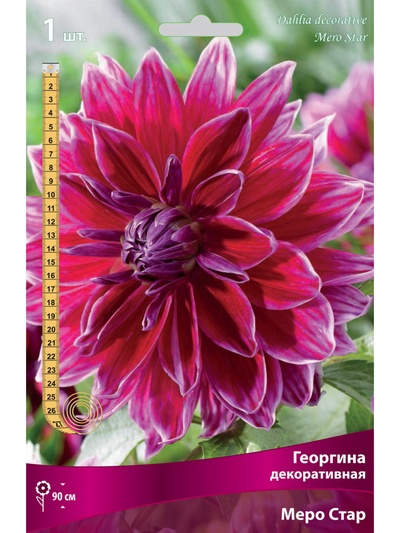 Георгина декоративная «Меро Стар», Разбор I, 1 шт.