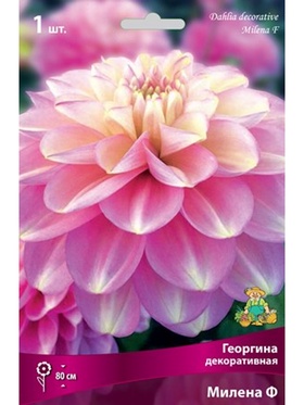 Георгина декоративная Милена Ф Разбор I, 1 шт.