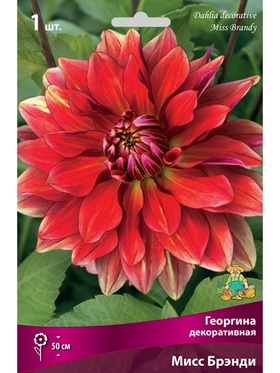 Георгина декоративная Мисс Брэнди Разбор I, 1 шт.