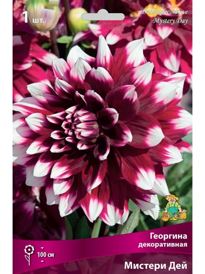 Георгина декоративная «Мистери Дей», Разбор I, 1 шт. - Фото 1