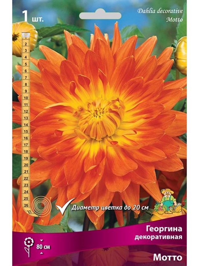 Георгина декоративная «Мотто», Разбор I, 1 шт. - Фото 1