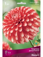 Георгина декоративная Мюзетт Разбор I, 1 шт.  (артикул 10995947)  большой выбор товаров оптом и в розницу по низким ценам с доставкой
