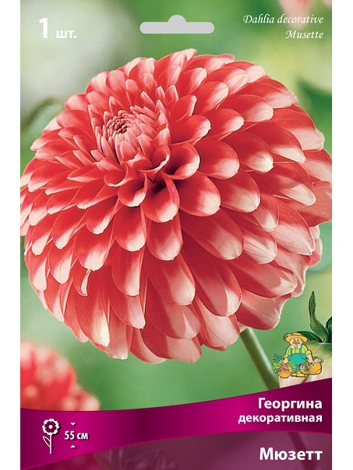 Георгина декоративная Мюзетт Разбор I, 1 шт.