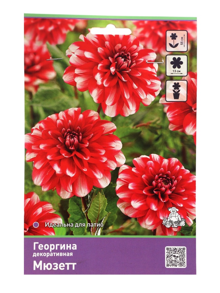 Георгина декоративная «Мюзетт», Разбор I, 1 шт.