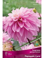 Георгина декоративная Парадайс Сити Разбор I, 1 шт.  (артикул 10995948)  большой выбор товаров оптом и в розницу по низким ценам с доставкой