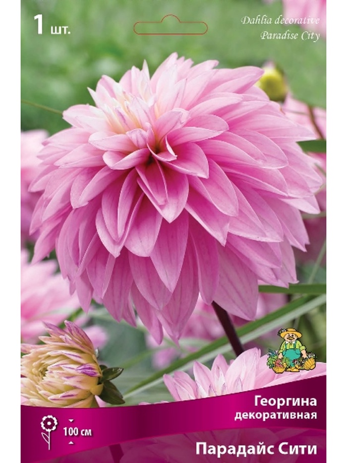 Георгина декоративная Парадайс Сити Разбор I, 1 шт.