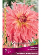 Георгина декоративная Пеннхилл Уотермелон Разбор I, 1 шт.  (артикул 10995951)  большой выбор товаров оптом и в розницу по низким ценам с доставкой