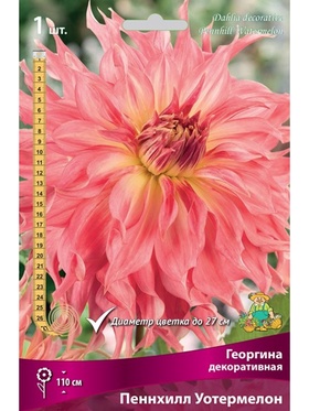 Георгина декоративная Пеннхилл Уотермелон Разбор I, 1 шт.