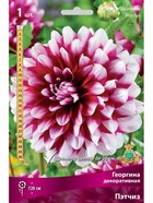 Георгина декоративная Пэтчиз Разбор I, 1 шт.  (артикул 10995953)  большой выбор товаров оптом и в розницу по низким ценам с доставкой