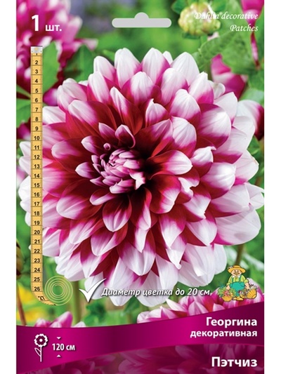 Георгина декоративная «Пэтчиз», Разбор I, 1 шт.